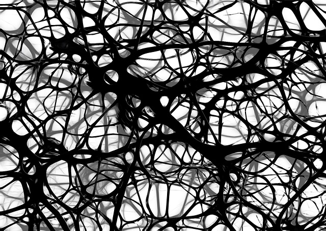 brain