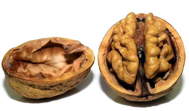 brain